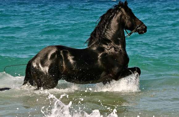 Galloping Horse in Ocean Waves wallpapers hd quality