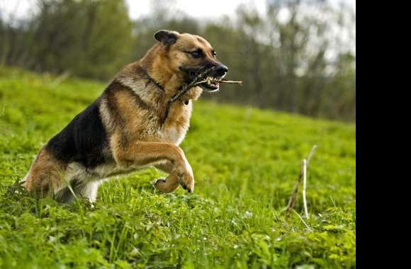 German Shepherd in Action -