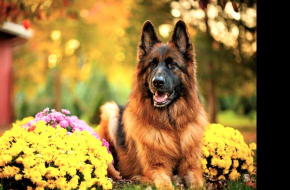 German Shepherd in Autumn Bliss -