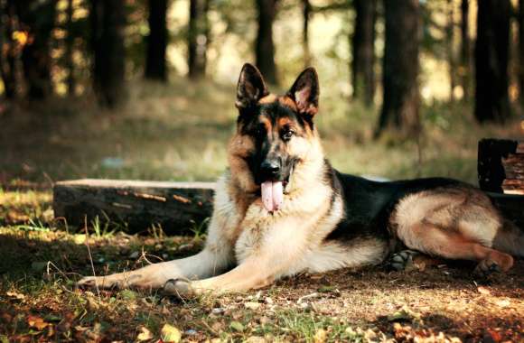 German Shepherd in Nature -