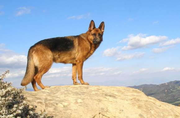 German Shepherd Majesty -