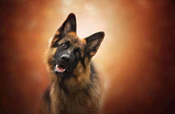 German Shepherd Muzzle -