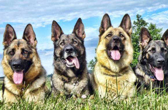 German Shepherd Quartet