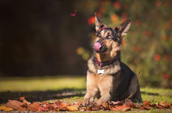 German Shepherd with Butterfly -