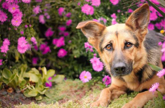 German Shepherd with Pink Daisies -