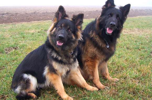 German Shepherds Duo wallpapers hd quality