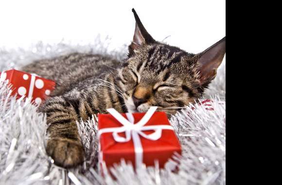 Gift Sleeping Animal Cat wallpapers hd quality