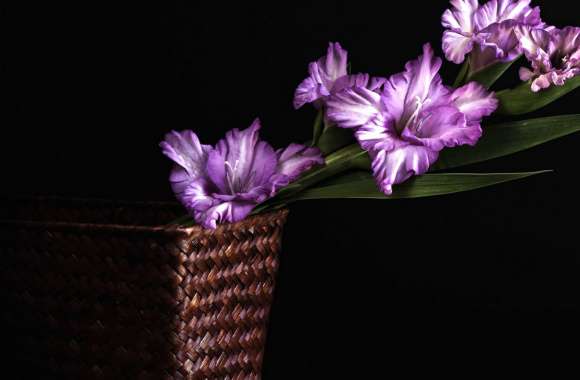 Gladiolus Purple Flower Basket Nature Flower