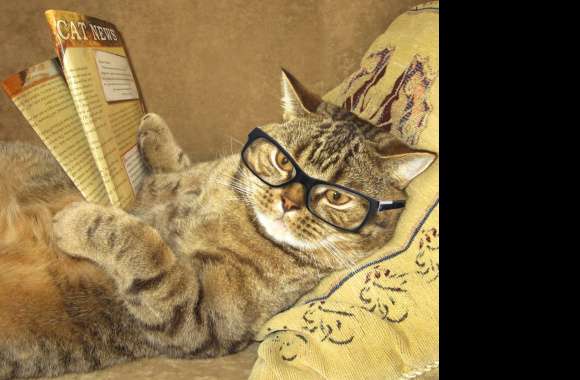 Glasses Funny Cat