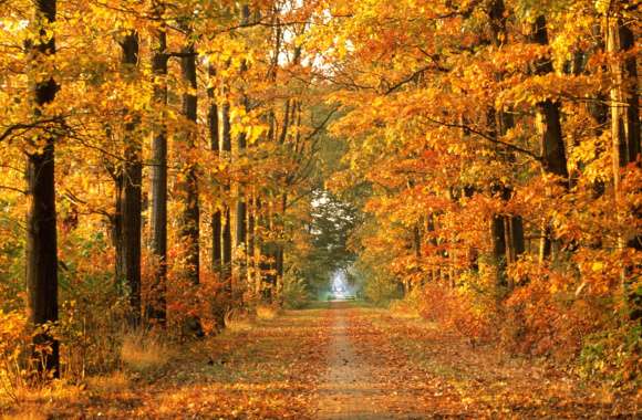 Golden Autumn Path -