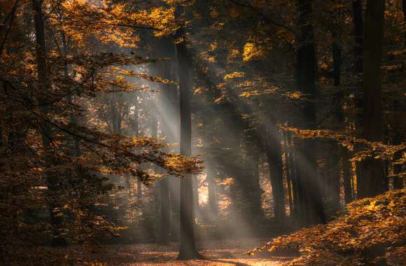 Golden Fall Forest Sunbeam -