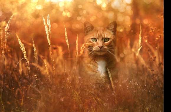 Golden Gaze Cat - wallpapers hd quality