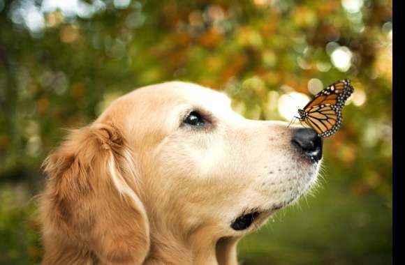 Golden Retriever and Butterfly Bokeh wallpapers hd quality