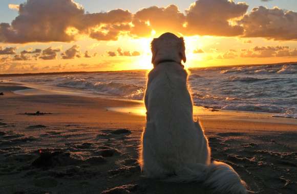 Golden Retriever at Sunset Beach -