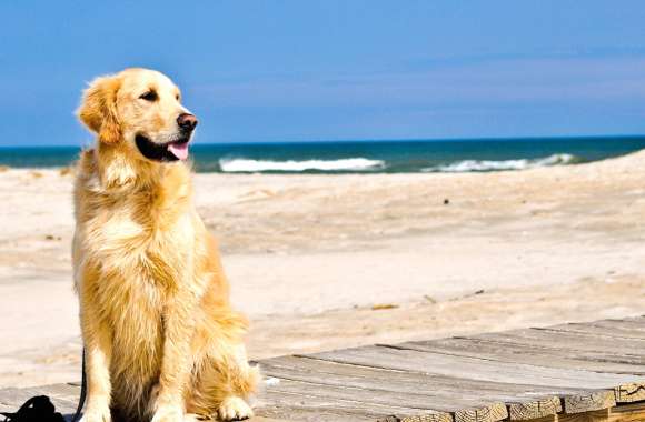 Golden Retriever Beach Bliss