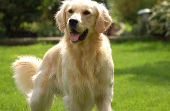 Golden Retriever Bliss