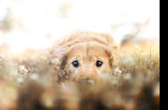 Golden Retriever Bliss for Animal Lovers