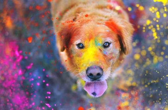 Golden Retriever Holi Celebration wallpapers hd quality