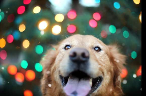 Golden Retriever Holiday