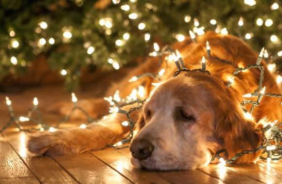 Golden Retriever Holiday Glow -