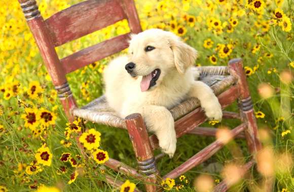 Golden Retriever in a Flower Field -