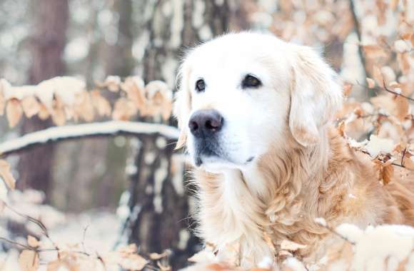 Golden Retriever in Nature Delight