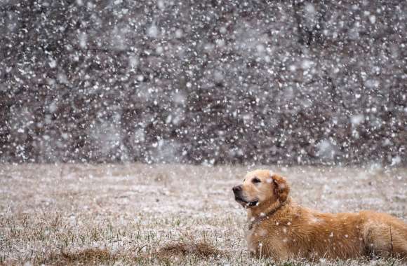 Golden Retriever in Snow Serene