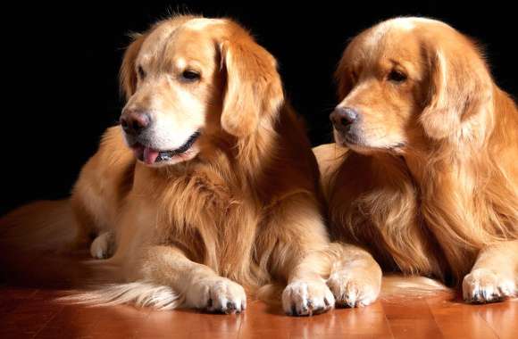 Golden Retriever Pals of Adorable Puppies wallpapers hd quality