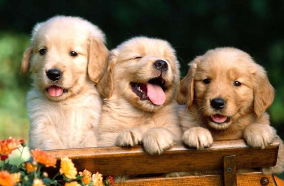 Golden Retriever Puppies