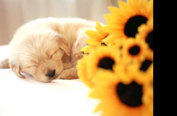 Golden Retriever Puppy Sleeping -