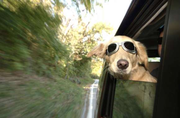 Golden Retriever Road Trip -