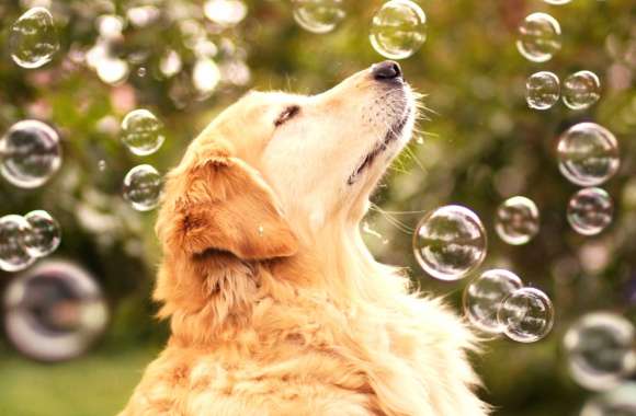 Golden Retriever with Bubbles