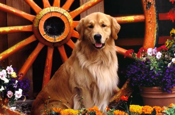 Golden Retriever with Flowers -