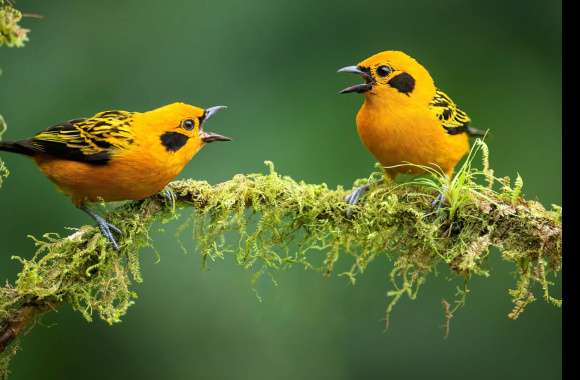 Golden Tanager Animal Tanager wallpapers hd quality