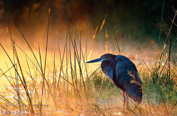 Goliath Heron Animal Heron