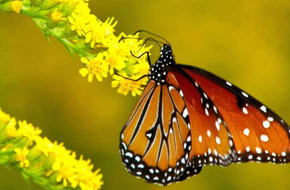 Graceful Butterfly on Bloom