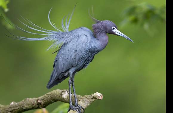 Graceful Little Blue Heron -