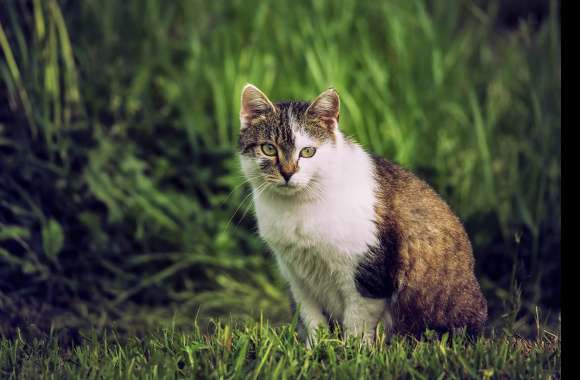 Grass Animal Cat