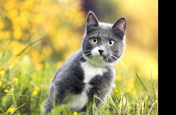 Grass Bokeh Animal Cat