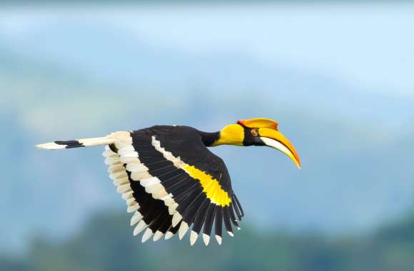 Great Hornbill Animal Hornbill wallpapers hd quality