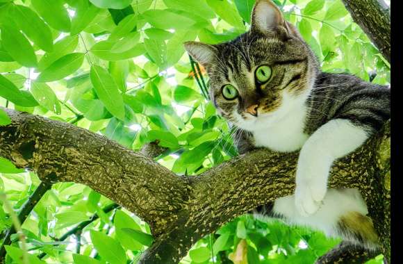 Green-eyed Cat in Tree -