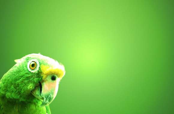 Green Bird Animal Parrot wallpapers hd quality