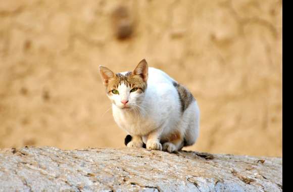 Green Eyes Animal Cat