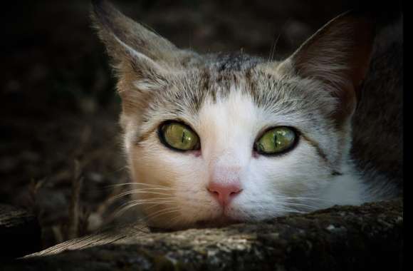 Green Eyes Stare Animal Cat