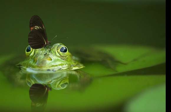 Green Frog and Butterfly wallpapers hd quality