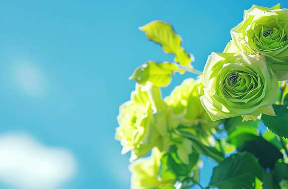 Green Rose Landscape Flower