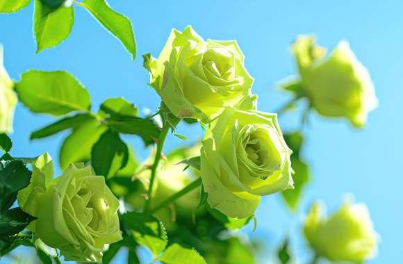 Green roses under blue sky