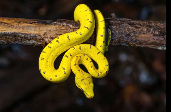 Green Tree Python Animal Python