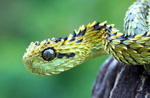 Green Viper wallpapers hd quality
