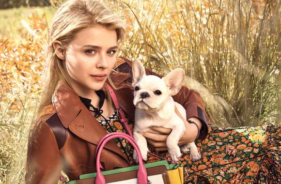 Handbag Dog Brown Eyes Blonde Actress Celebrity Chloë Grace Moretz